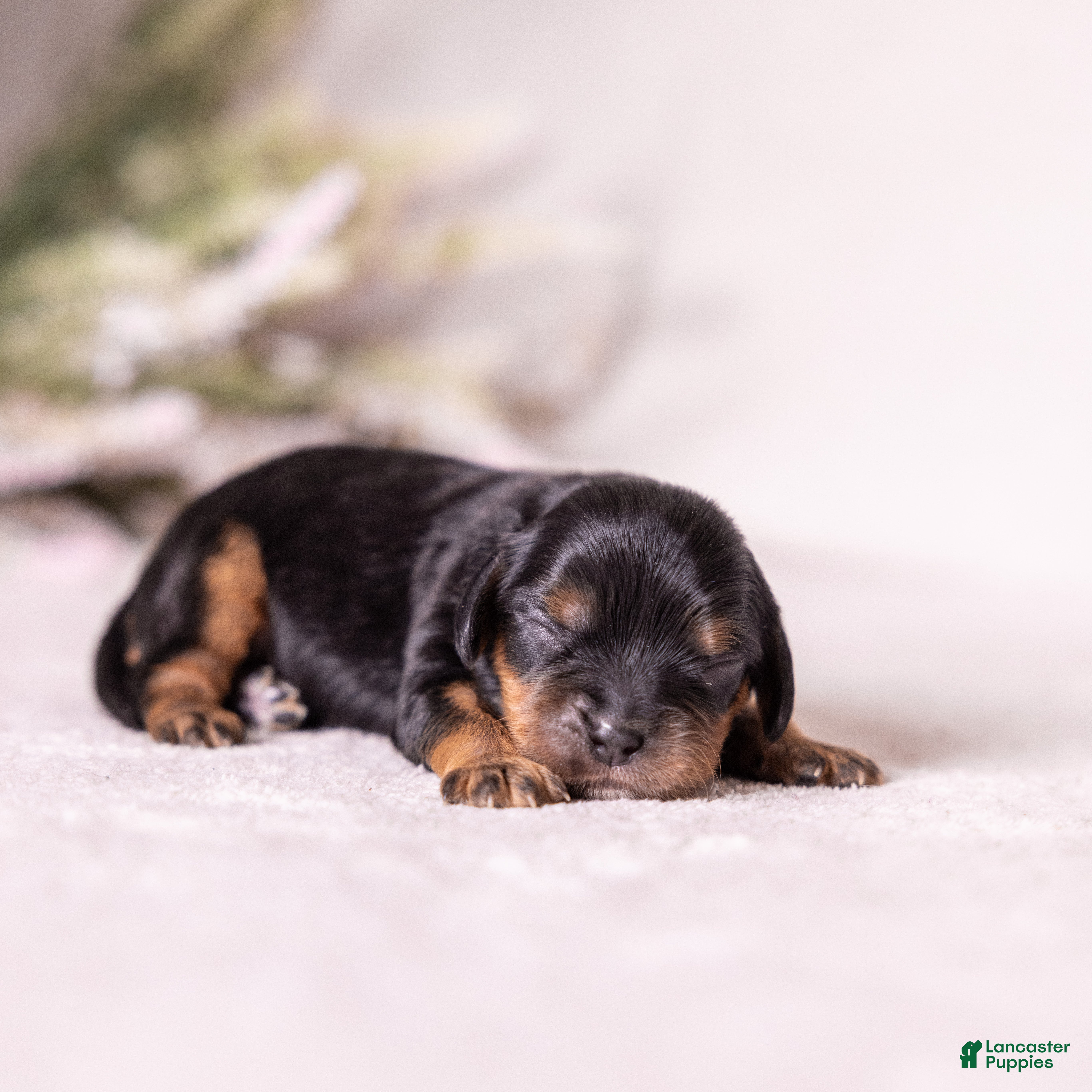 Cavalier King Charles Spaniel dogs Bravo  - Ad 1