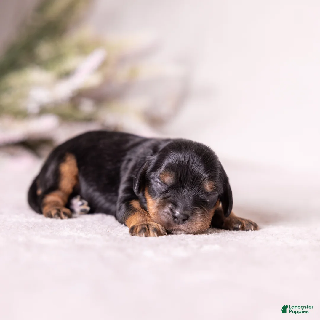 Cavalier King Charles Spaniel dogs for sale: Bravo  - Ad 1