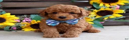 Mixed Breed dogs for sale: Peter - Ad 7