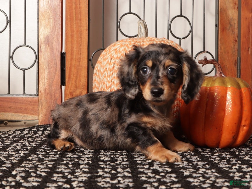 Miniature Dachshund dogs for sale: Chai - Sweet Mini Dachshund ACA  - Ad 1