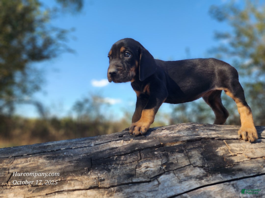 Mixed Breed dogs for sale: Fall 2025 Bloodahoula Male 4 - Ad 5