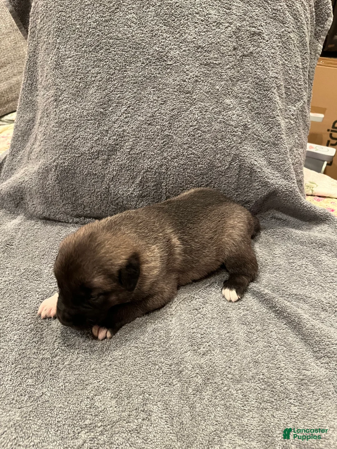 Mixed Breed dogs for sale: Boy- Orange - Ad 2