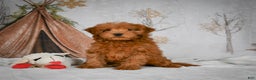 Mini Goldendoodle dogs for sale: Rosie - Ad 4
