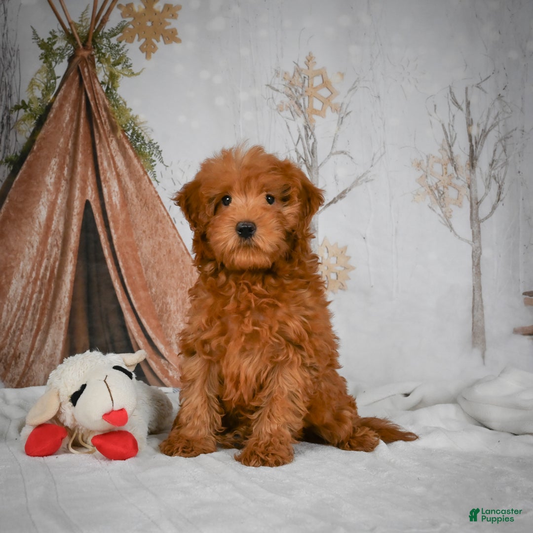 Mini Goldendoodle dogs for sale: Rosie - Ad 4