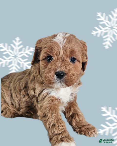 Cavapoo dogs Cavapoo Puppy 6 - Ad 30