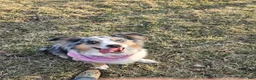 Miniature Australian Shepherd dogs for sale: Miniature Australian Shepherd 1 - Ad 5