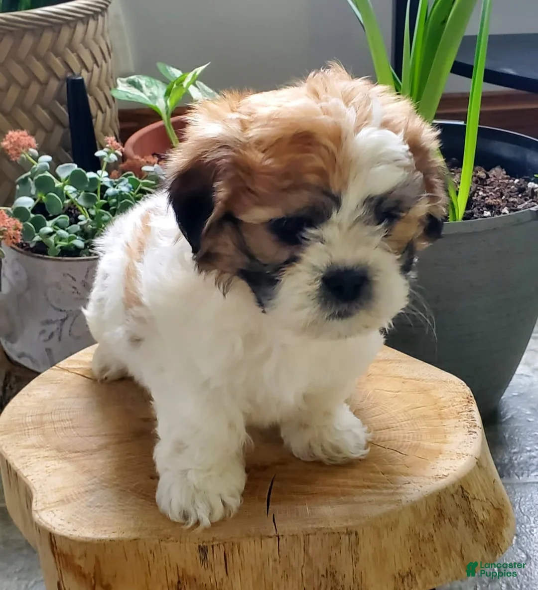 Gallery Image {{count}}