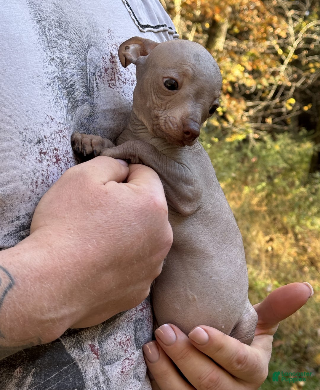 Mixed Breed dogs for sale: Cleopatra  - Ad 5