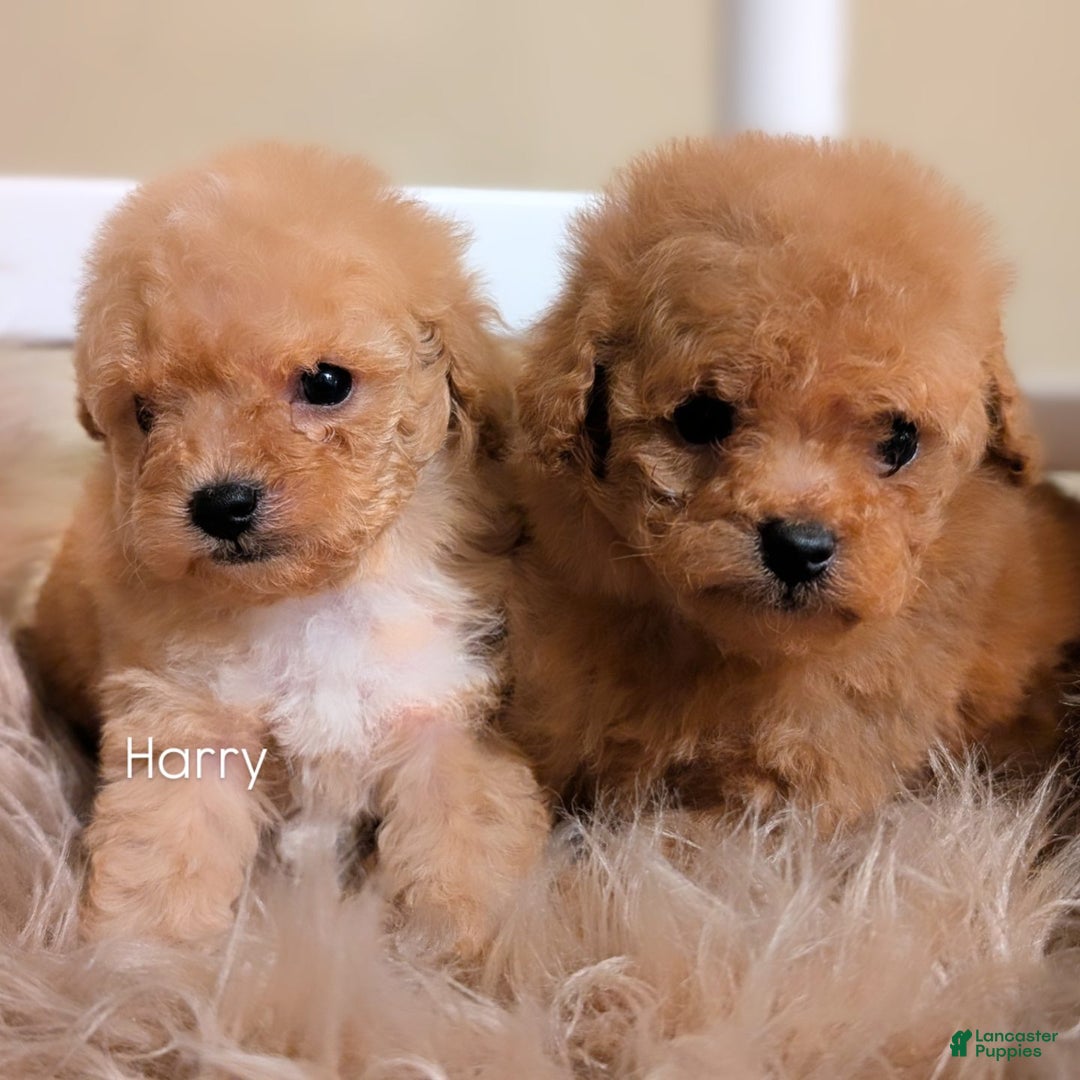 Toy Poodle dogs for sale: HARRY - Ad 8