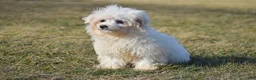 Maltese dogs for sale: Landon - Ad 3