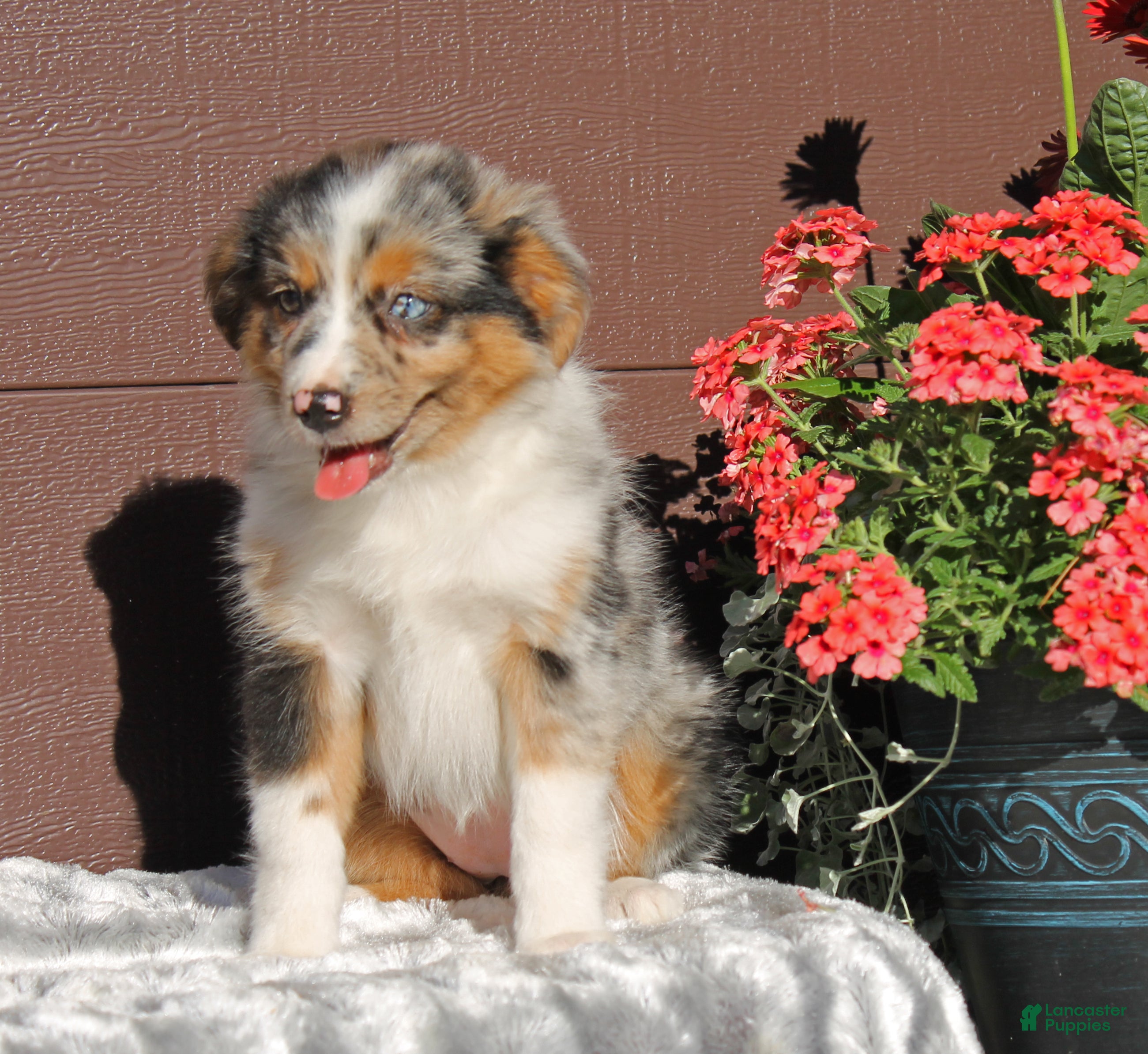 Miniature Australian Shepherd dogs Ashley - Ad 2