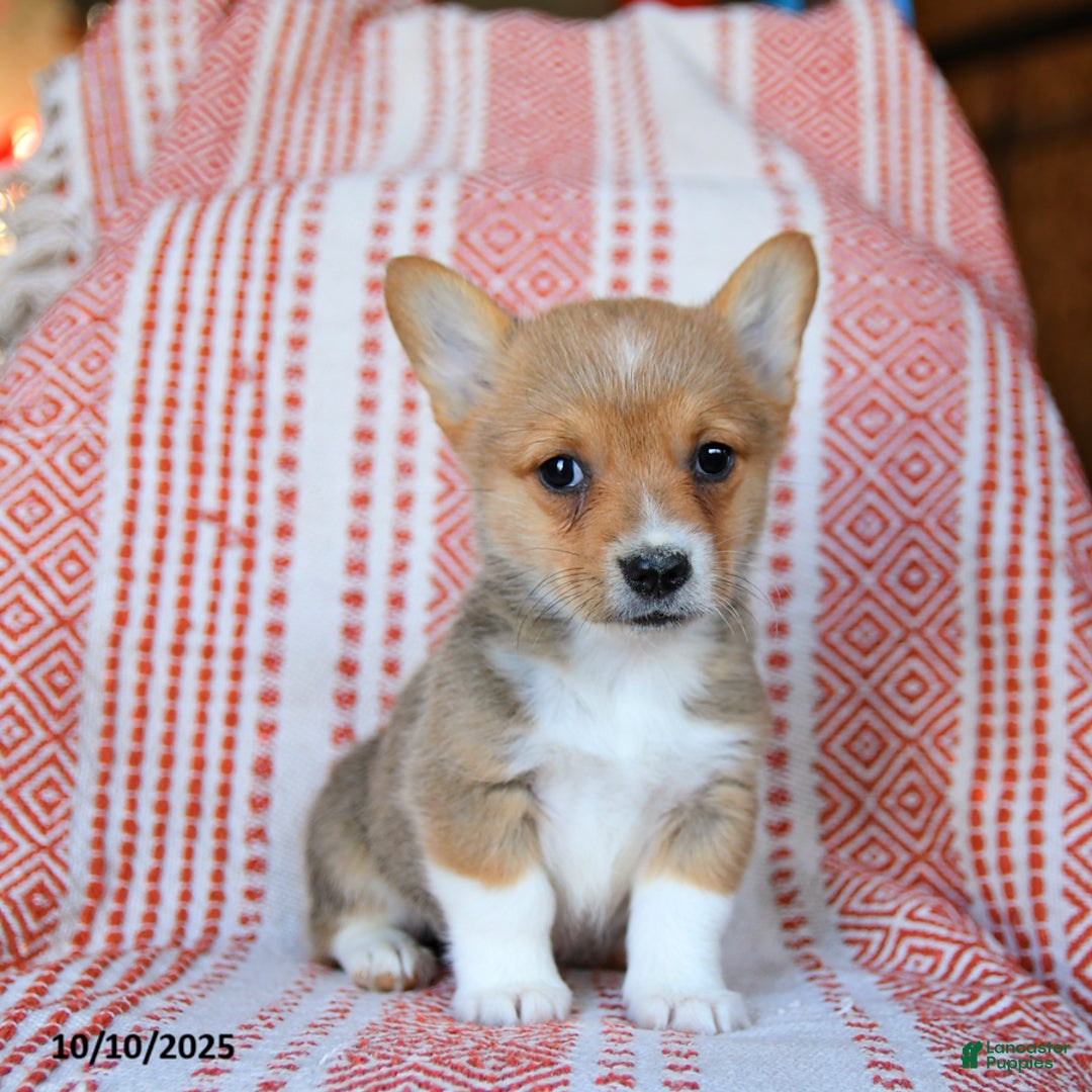 Welsh Corgi Pembroke dogs for sale: Slater - Ad 5