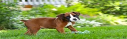 Boxer dogs for sale: Scooter - Ad 10