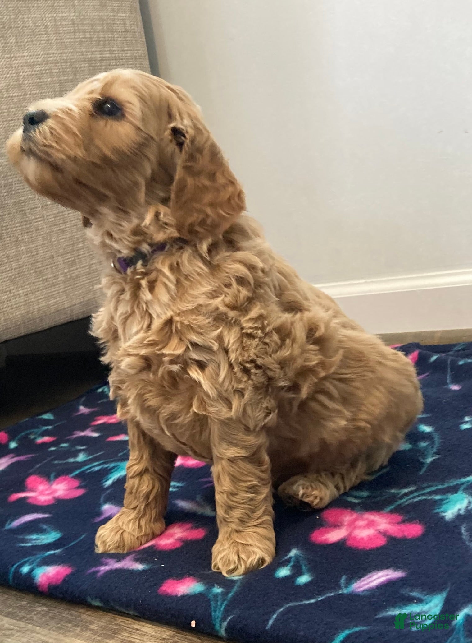 Labradoodle dogs Shiloh - Ad 41