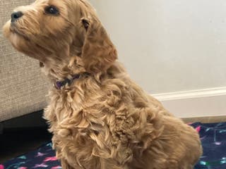 Labradoodle dogs Shiloh - Ad 41