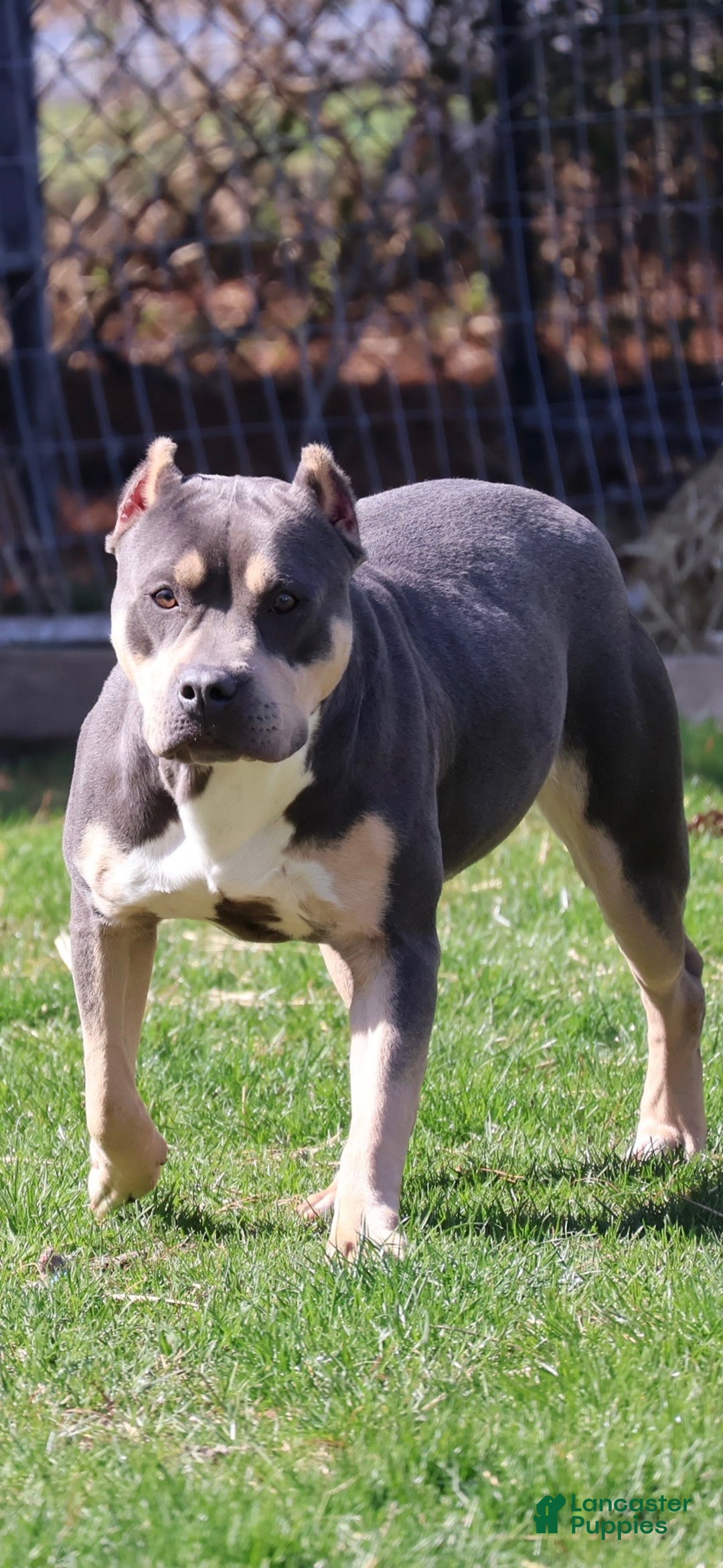 American Bully dogs for sale: Sterling - Ad 2