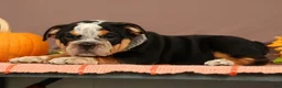 Beabull dogs for sale: Wendy - Ad 6