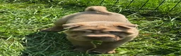 Shar Pei dogs for sale: Larry  - Ad 5
