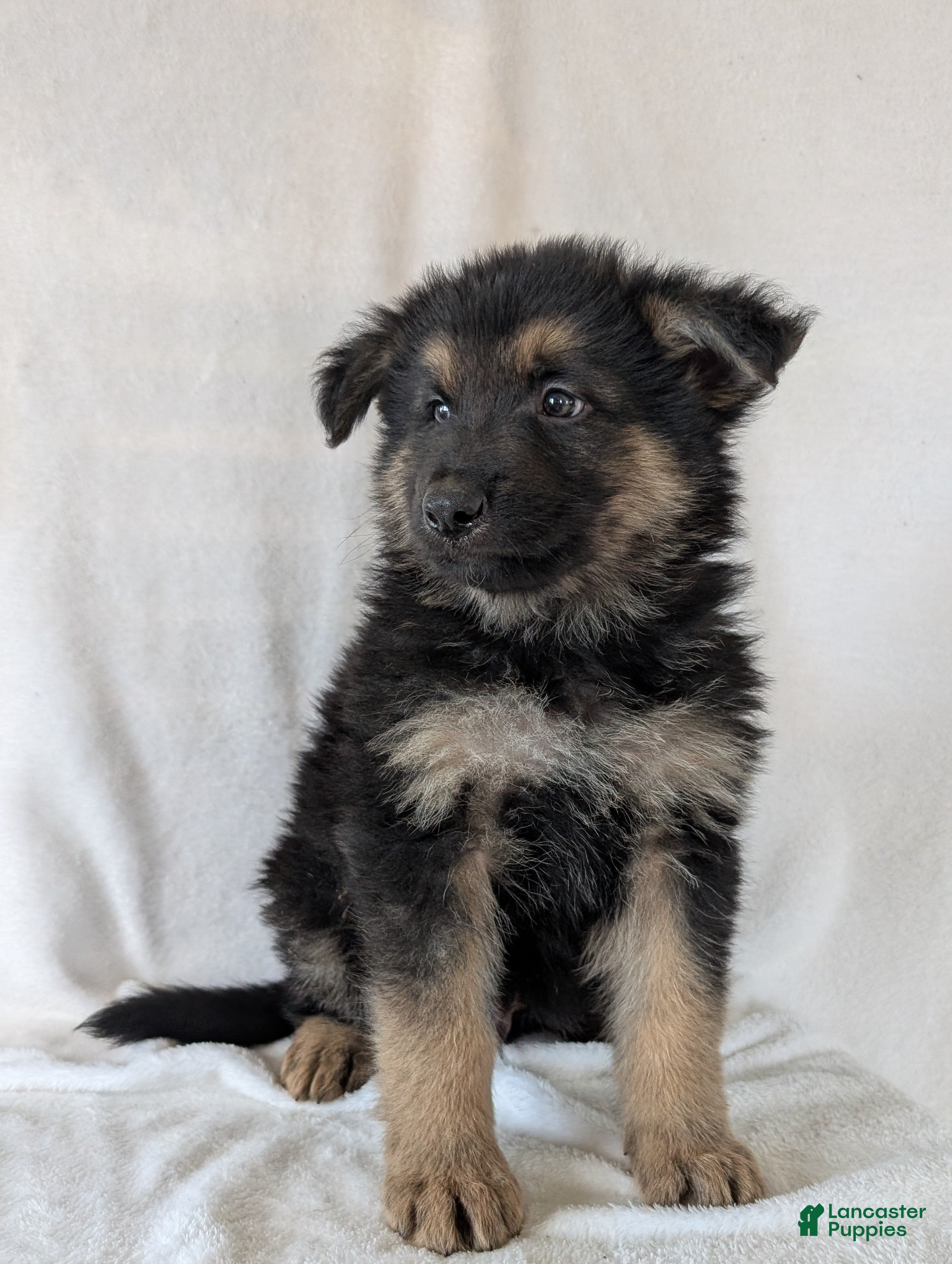 German Shepherd dogs Kenzie  - Ad 1