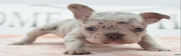 Mixed Breed dogs for sale: Bria merle - Ad 3
