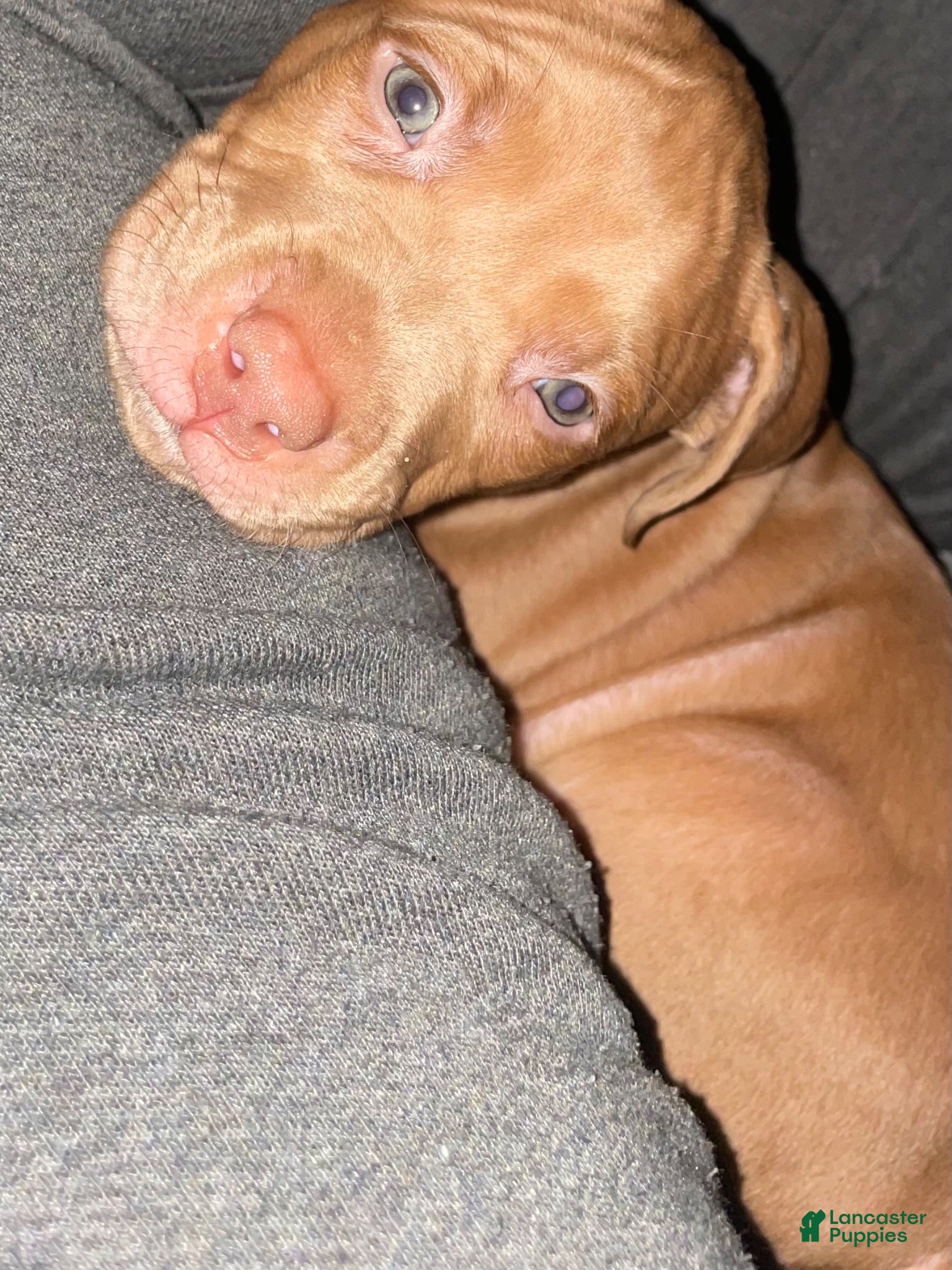 American Pit Bull Terrier dogs American Pit Bull Terrier 1 - Ad 25
