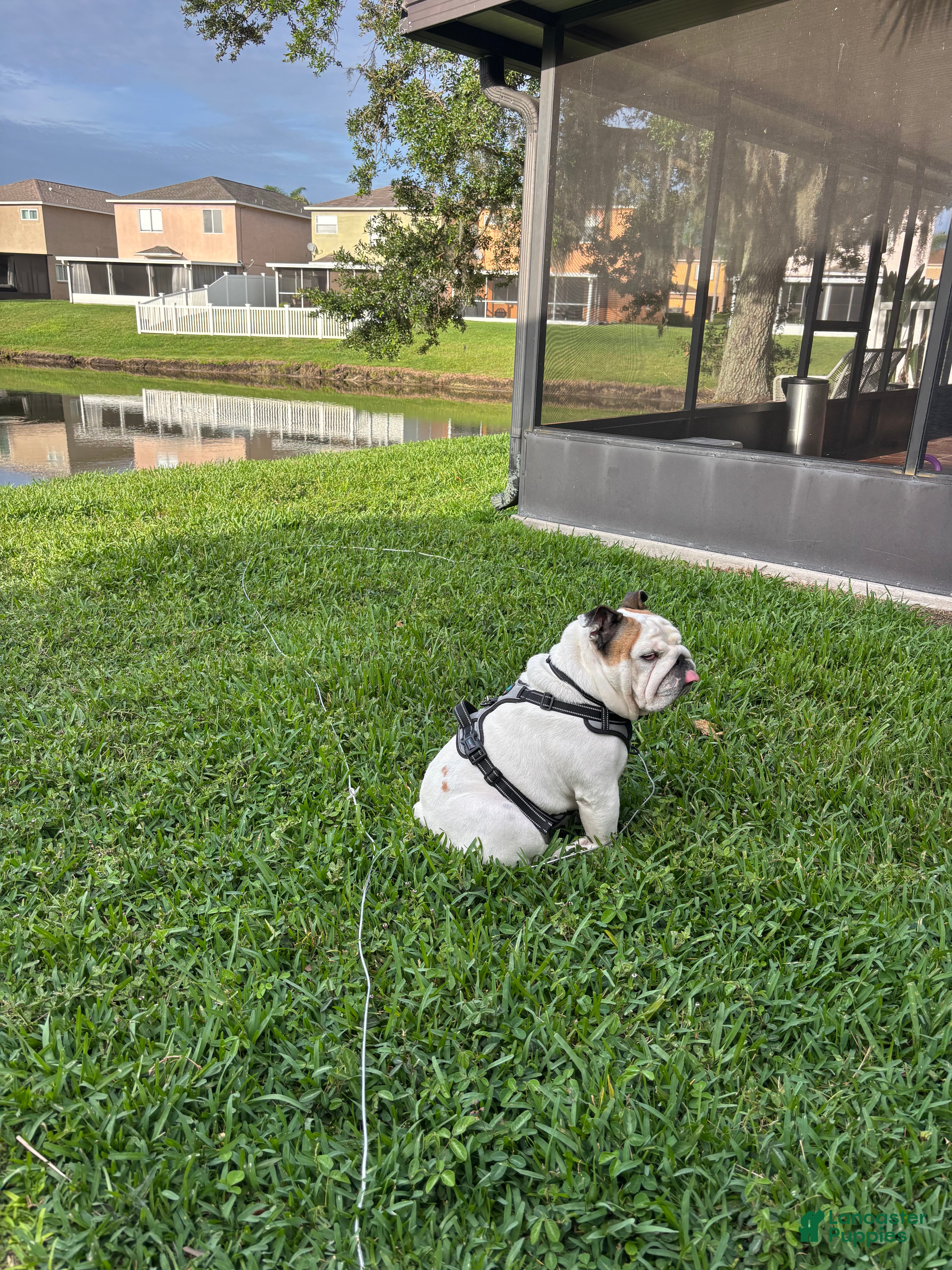 English Bulldog dogs English Bulldog 1 - Ad 6