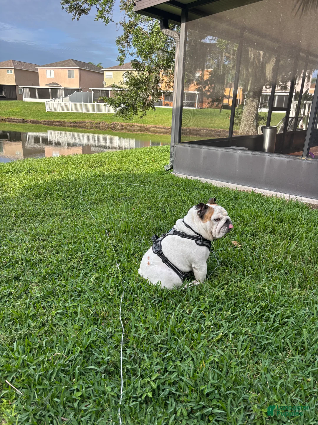 English Bulldog dogs for sale: English Bulldog 1 - Ad 1