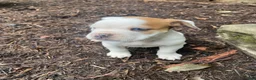 Mixed Breed dogs for sale: Minnie - Ad 3