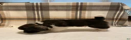 Akita dogs for sale: Mya - Ad 6