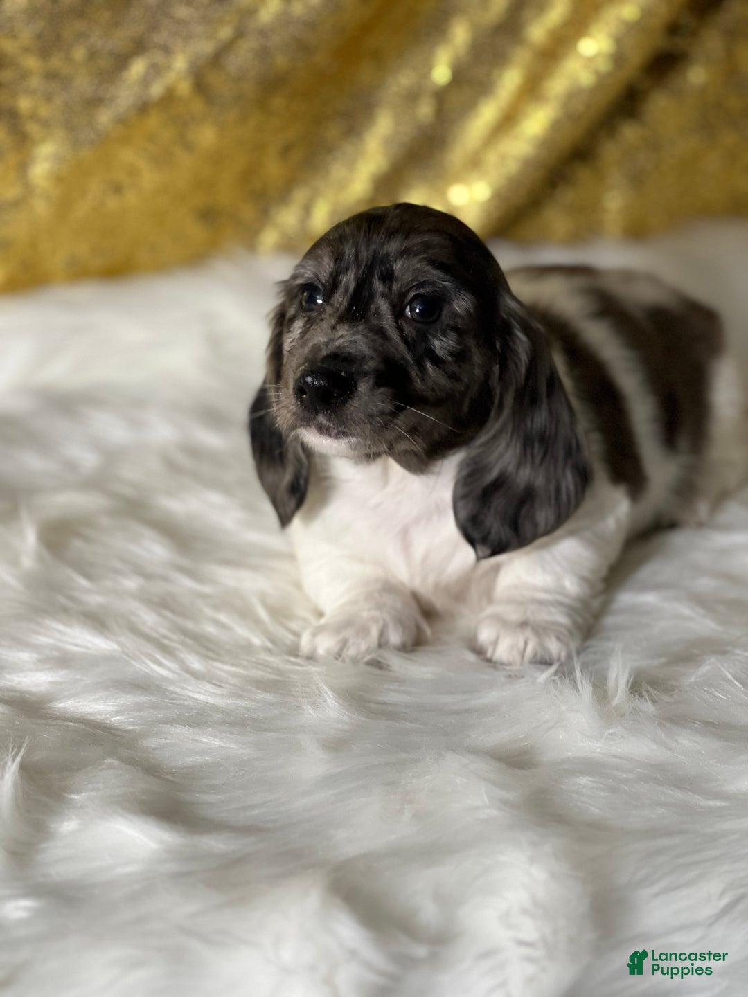 Dachshund dogs for sale: Tyson - Ad 2