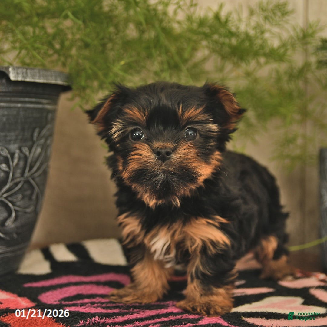 Yorkshire Terrier dogs for sale: Rose  - Ad 2