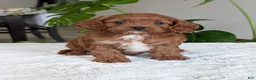 Cavapoo dogs for sale: Kody - Ad 28
