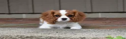 Cavalier King Charles Spaniel dogs for sale: Romeo  - Ad 6