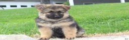 German Shepherd dogs for sale: Elliot - Ad 4