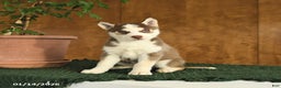 Siberian Husky dogs for sale: Buddy - Ad 2