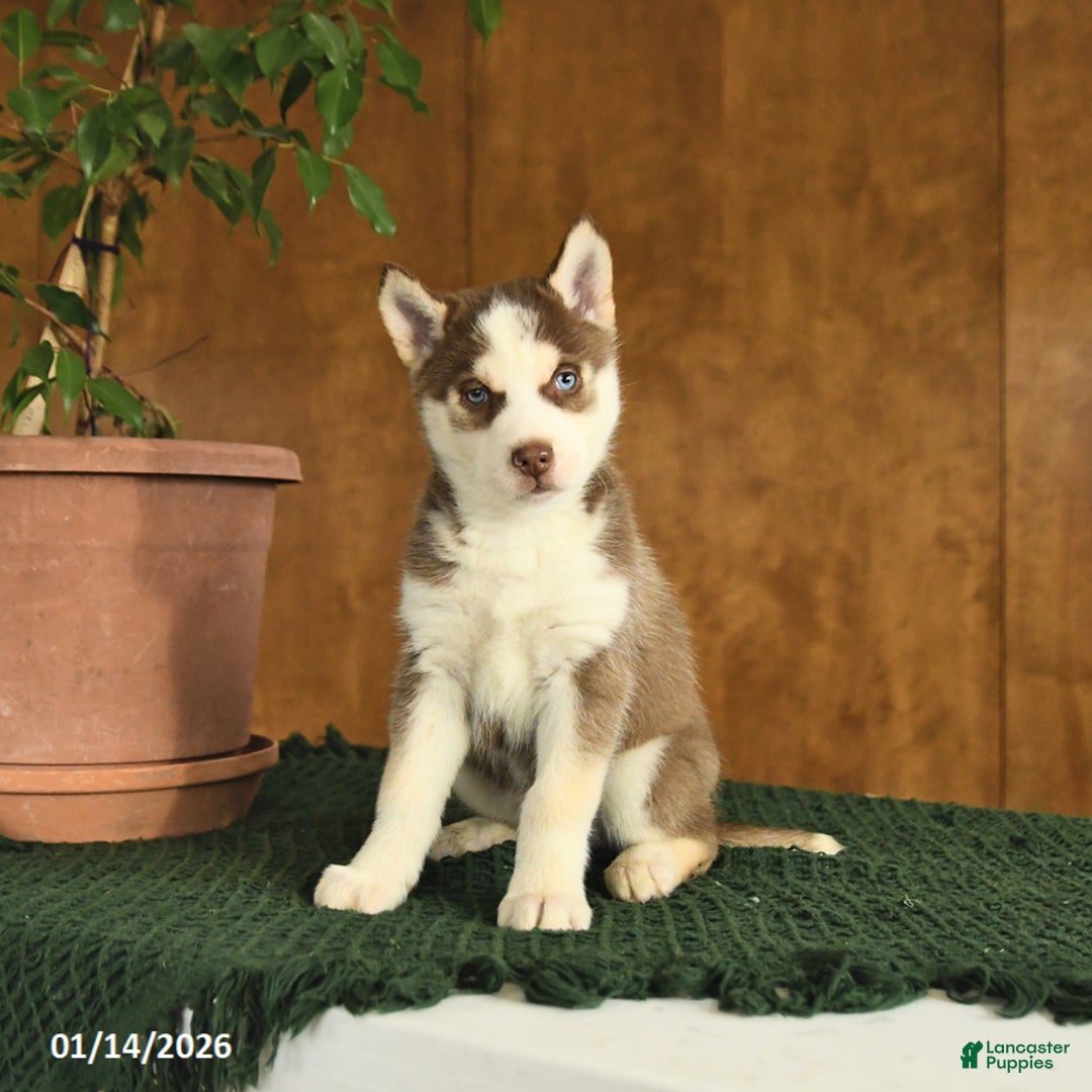 Siberian Husky dogs for sale: Buddy - Ad 2