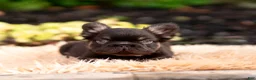 French Bulldog dogs for sale: Chewbarka - Ad 3