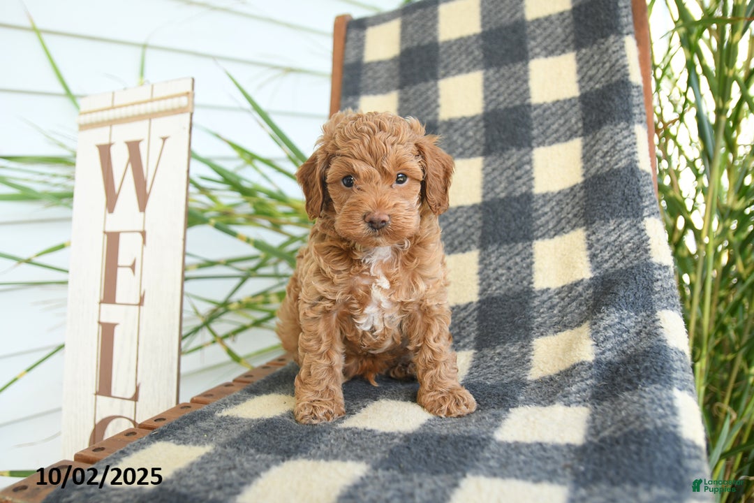 Cockapoo dogs for sale: Mia  - Ad 13