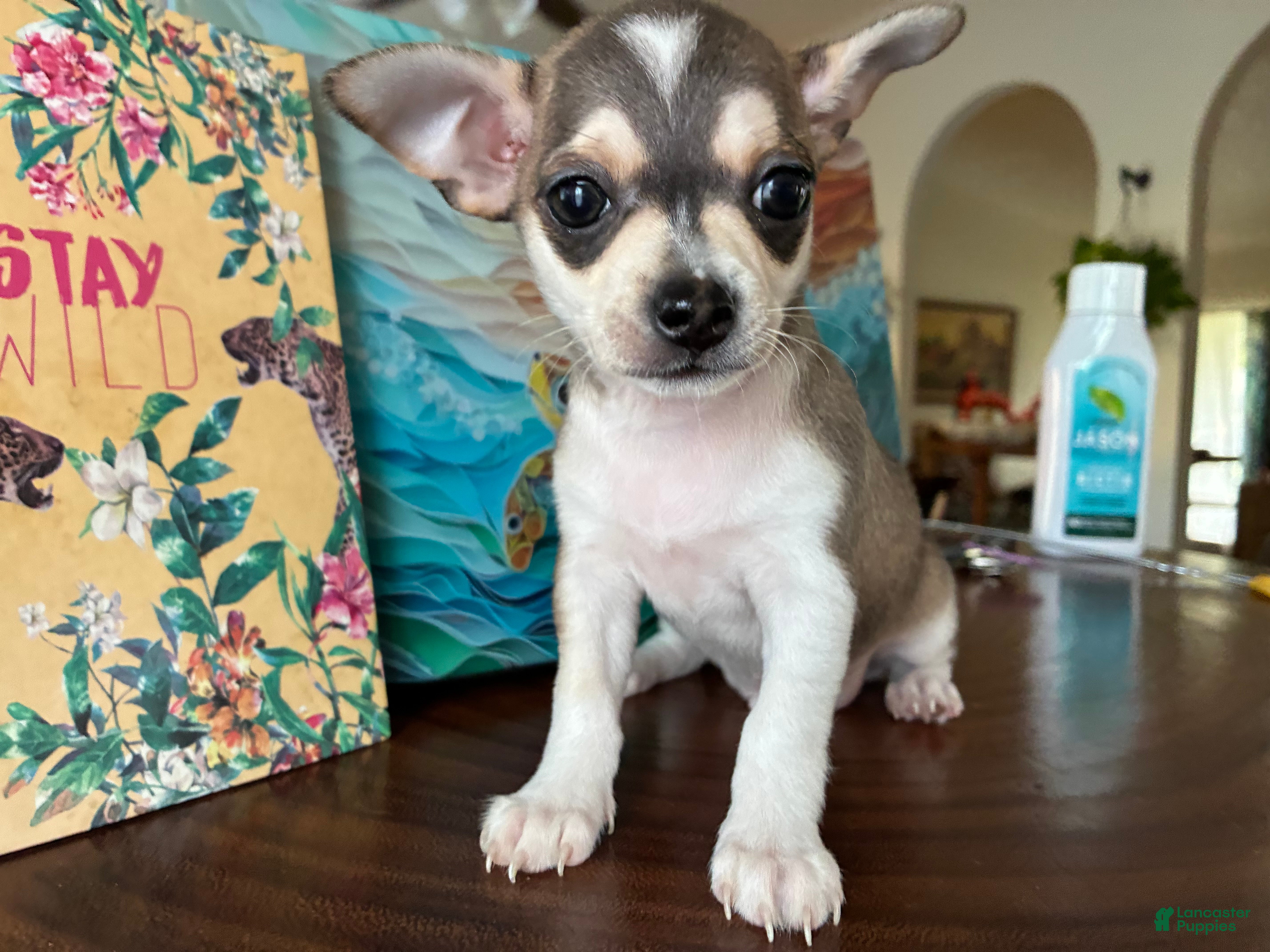 Chihuahua dogs Chihuahua 1 - Ad 2