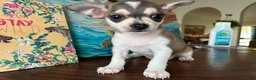 Chihuahua dogs for sale: Chihuahua 1 - Ad 2