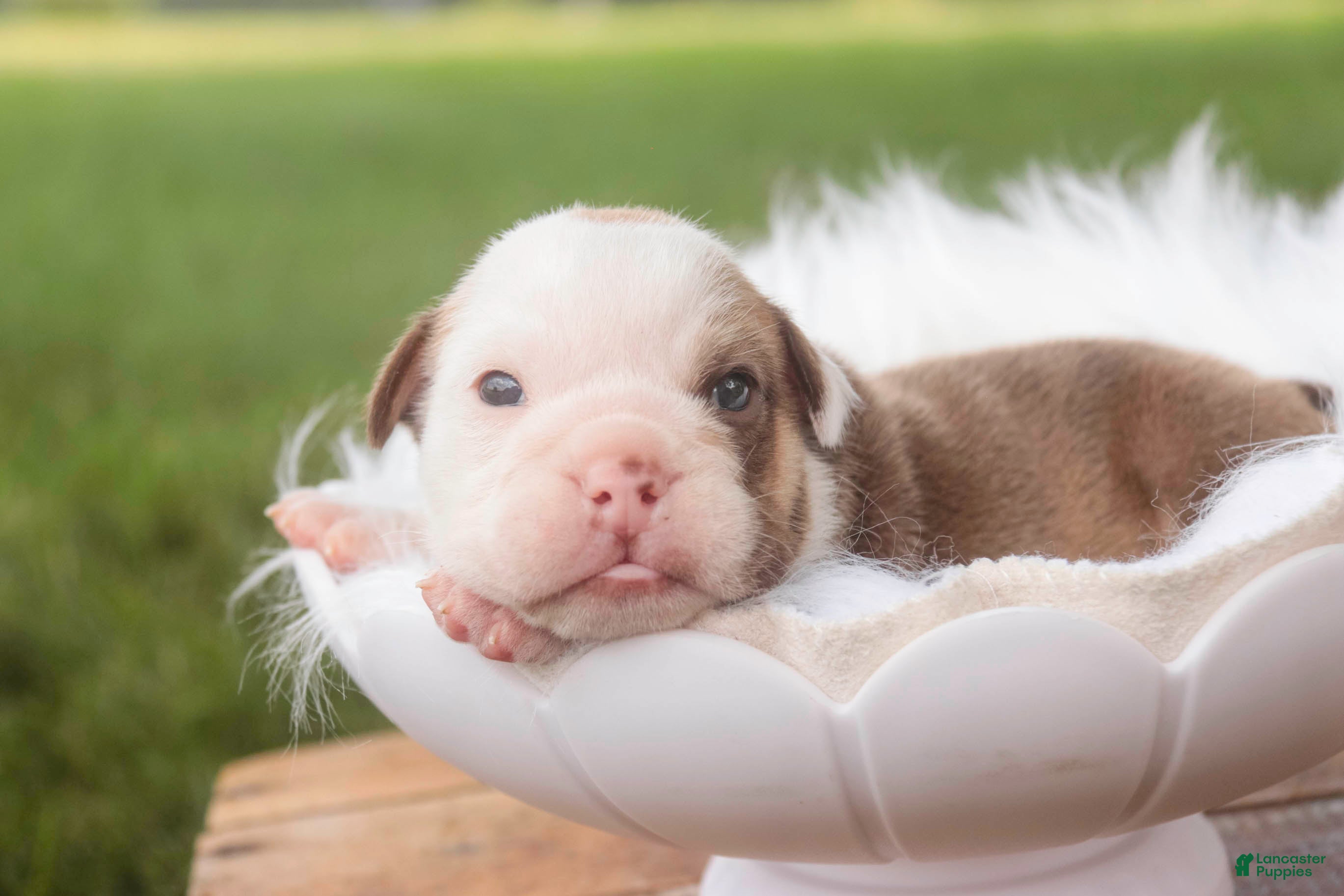 English Bulldog dogs Tammy English Bulldog  - Ad 2