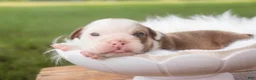 English Bulldog dogs for sale: Tammy English Bulldog  - Ad 4