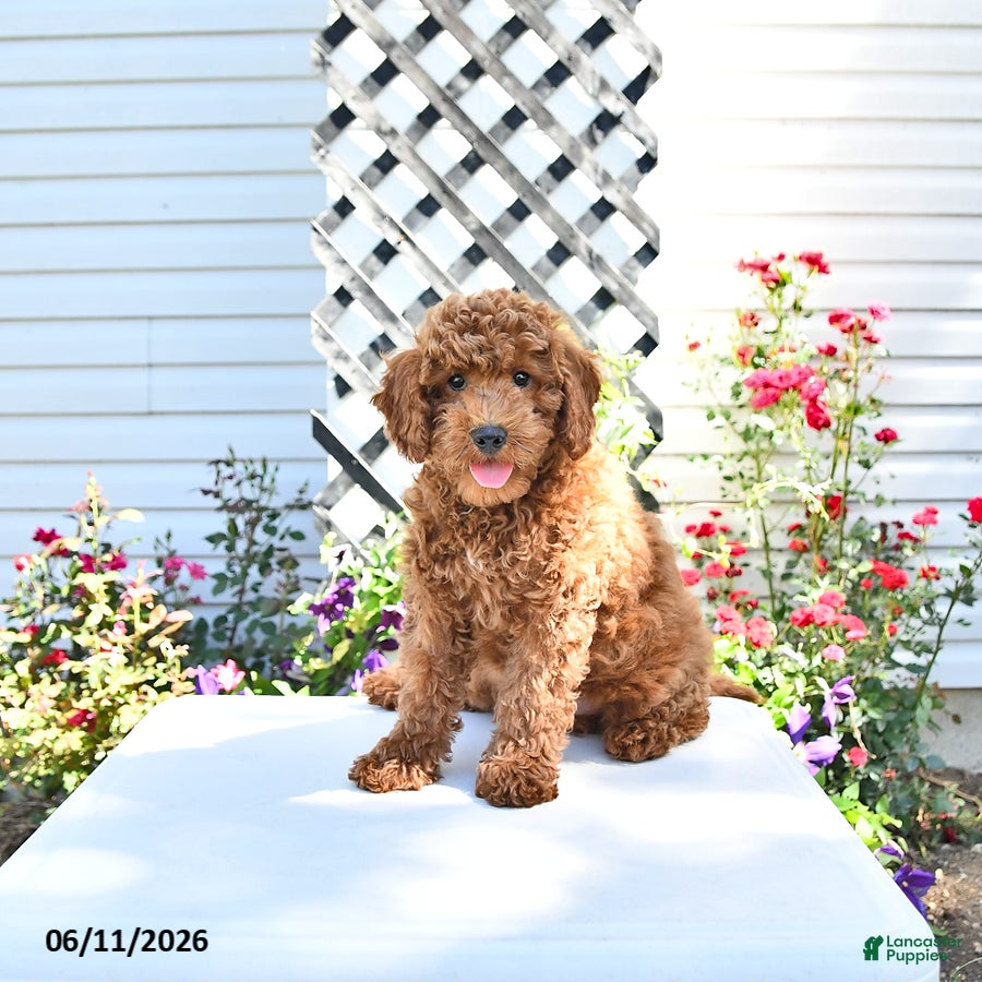Cavapoo dogs Victor - Ad 1