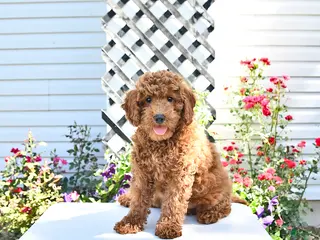 Cavapoo dogs for sale: Victor - Ad 2