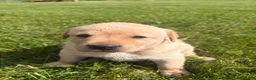 Labrador Retriever dogs for sale: Sammy - Ad 10