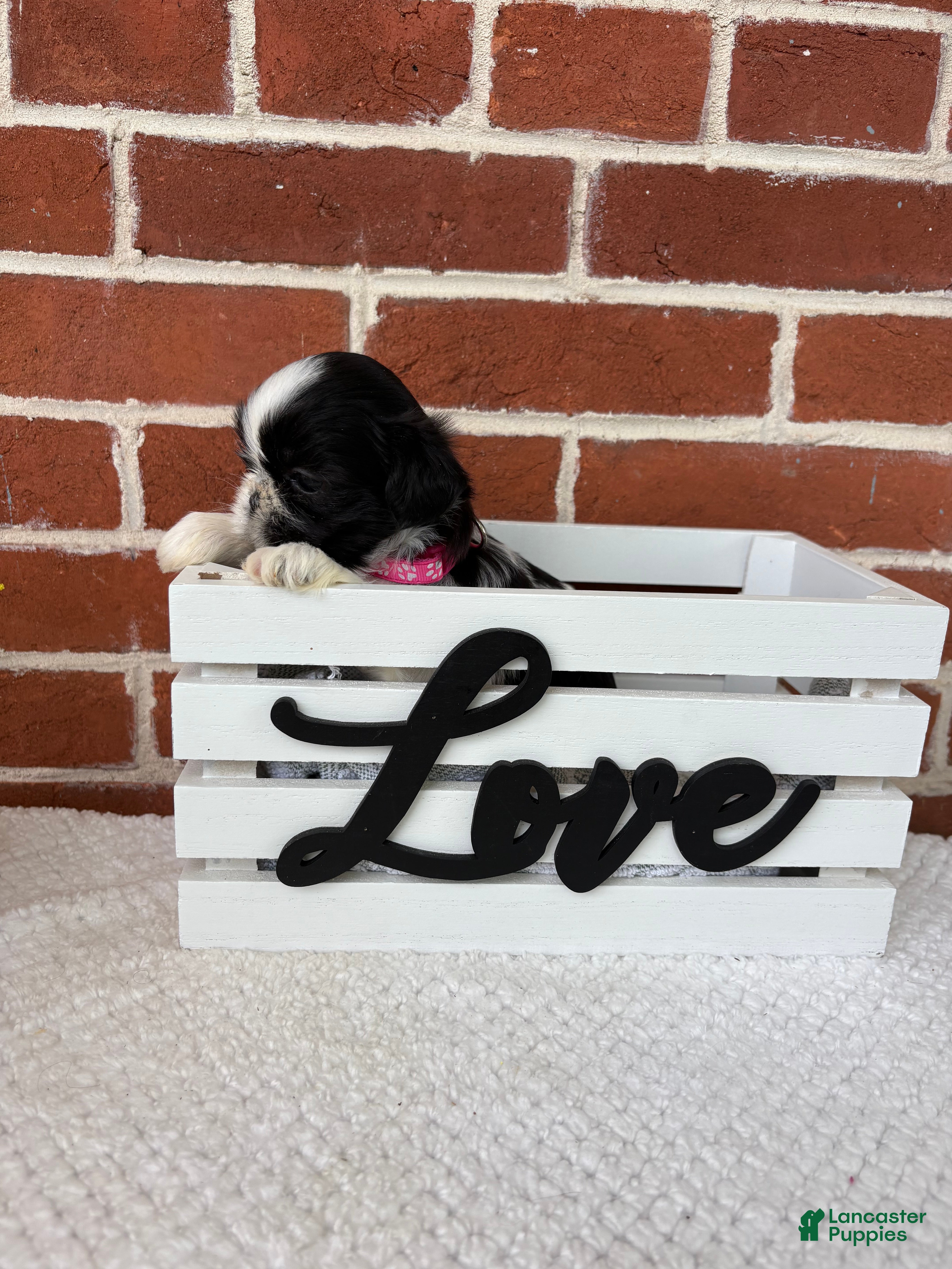 Shih Tzu dogs for sale: Lulu  - Ad 3