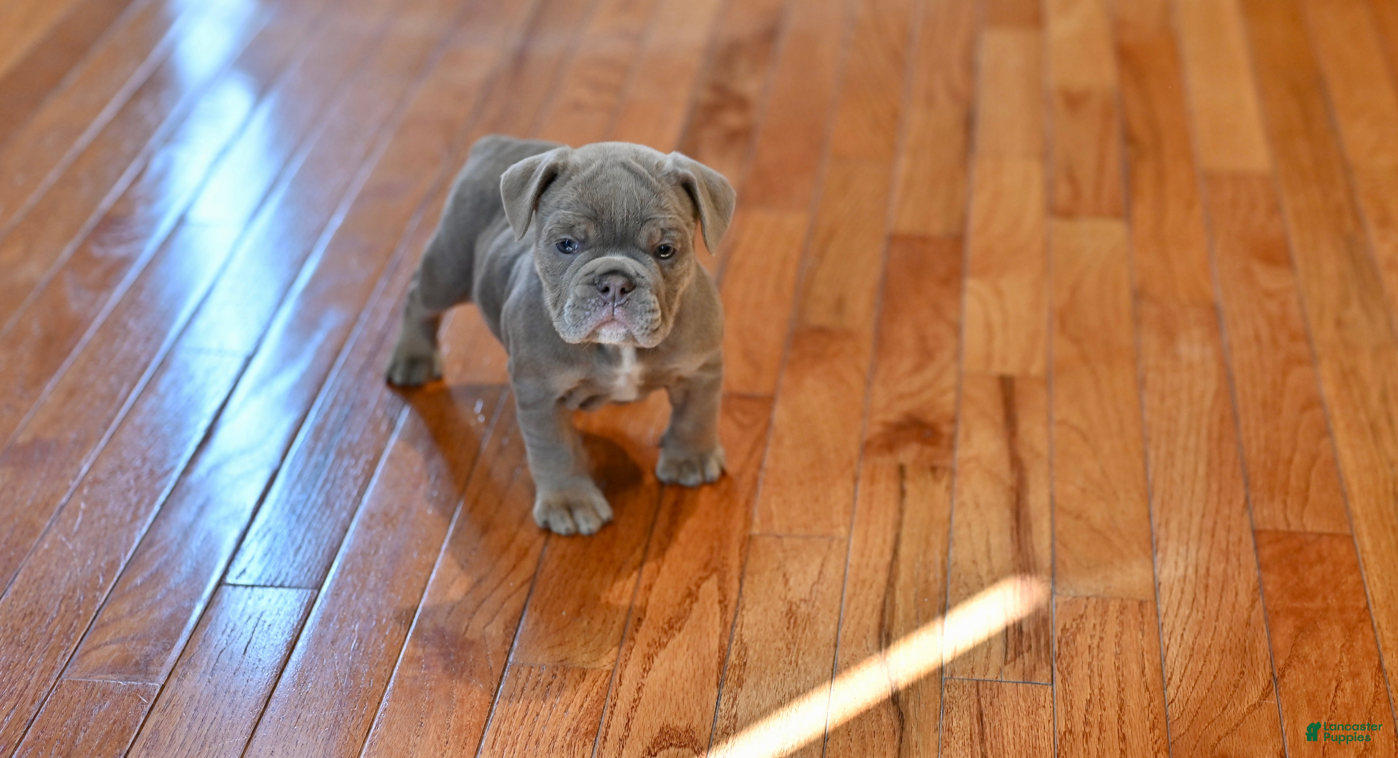 Mixed Breed dogs for sale: Mixed Breed 1 - Ad 1