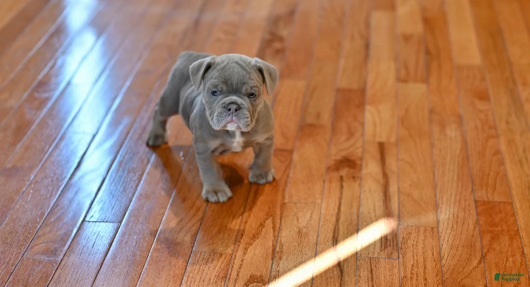 Mixed Breed dogs for sale: Mixed Breed 1 - Ad 1