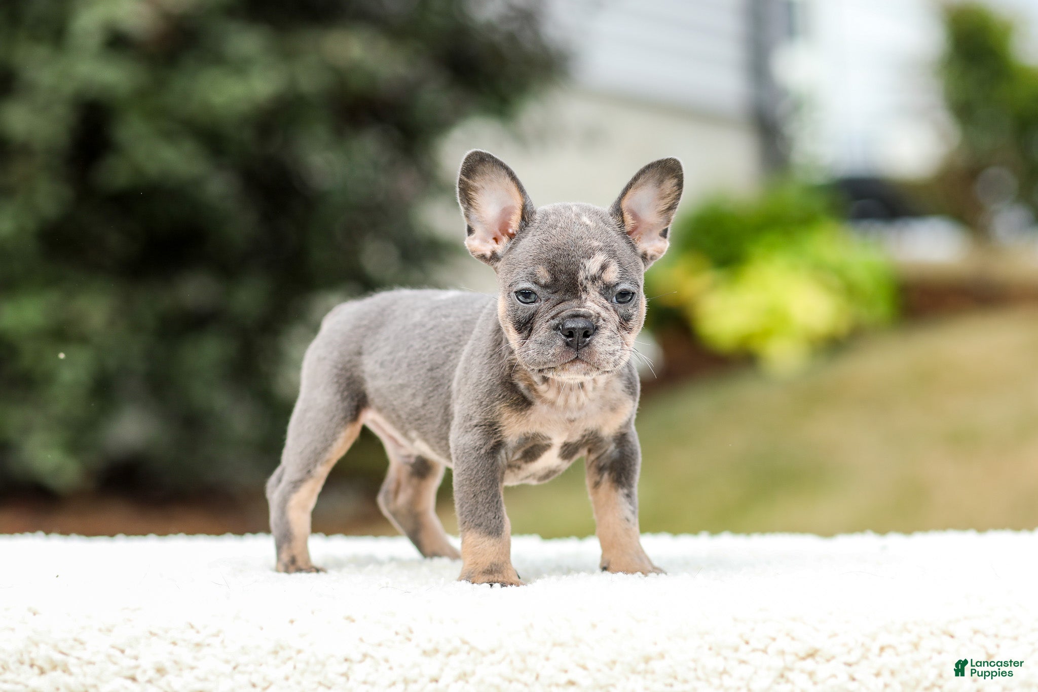 French Bulldog dogs Miles – Blue & Tan Merle - Ad 1