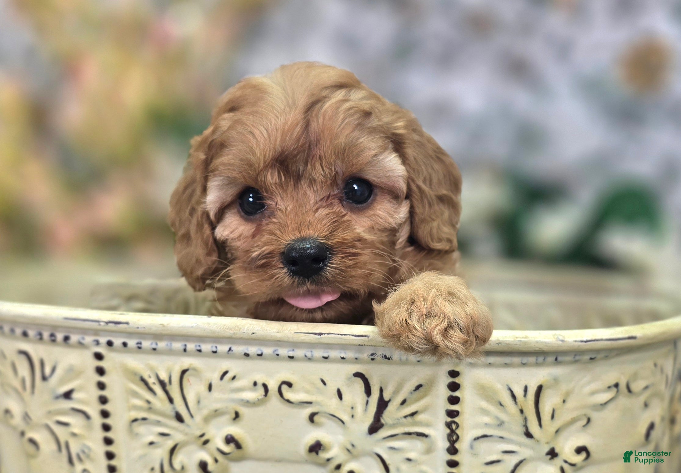 Cavapoo dogs Flint - Ad 5